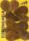 10 sea sand tree leaves 10 cm or more Nano Catappa Leaves - excellent quality