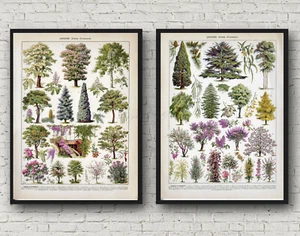 POSTER PRINT Ornamental Trees 2 Print Set Willows Cedar Lilac Forsythia Larousse - Picture 1 of 7