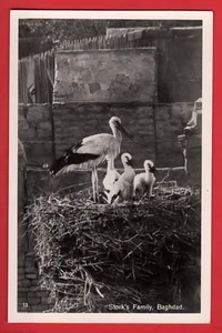 IRAQ BAGHDAD STORK'S FAMILY   BOESINGER RP - Picture 1 of 1