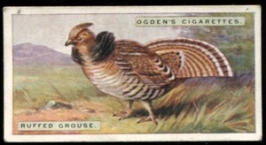Tobacco Card, Ogdens, FOREIGN BIRDS, 1924, Ruffed Grouse, #22