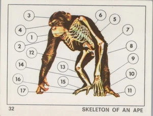 Top Sellers Card - Animals of The World - Card No 32 - Skeleton of An Ape - Picture 1 of 2