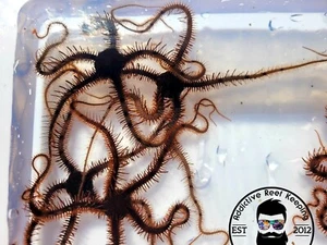 Assorted Red, White, Black, Brown Brittle Starfish Clean Up Crew Florida, Keys - Picture 1 of 1