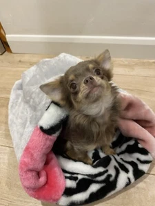 CHIHUAHUA SNUGGLE SACK DESIGNERPETS - Picture 1 of 6