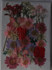 Blumen "Rosatöne", getrocknet & gepreßt, Jittenmeier