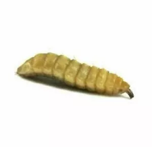Black Soldier Fly Larvae - Live Soldier Worms Free Shipping - Picture 1 of 1