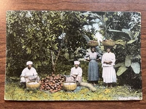 Cocoa Harvest, Jamaica, BWI Postcard ~ Unposted, DB ~ Locals Working - Picture 1 of 2
