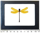 Euphaea lara yellow dragonfly damselfly Indonesia framed