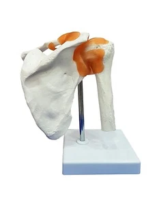 Modelo de articulación de hombro, modelo anatómico plástico flexible de PVC con base de plástico. - Imagen 1 de 5