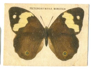 1910s Wills Australian Butterflies Silk Satin Card No 29 - HETERONYMPHA NIRIFICA - Bild 1 von 2