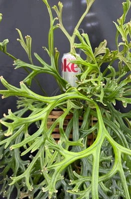 PYRROSIA LONGIFOLIA 'AFRODITA' helecho tropical NO tipo lingua - no platycerio Foto 1 de 4