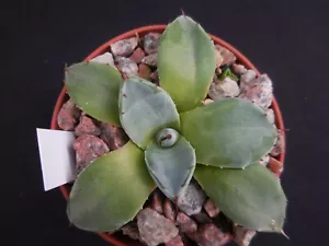 Agave patonii compacta, selten angeboten (Nr.8) - Bild 1 von 2