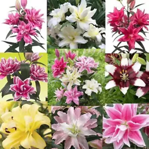 50 SEMILLAS para Color Mixto LIRIO RARO Flor Exótica Hogar Jardín Planta - Imagen 1 de 8