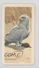 1962 Brooke Bond Red Rose Birds of North America Tea Snowy Owl #46 a8x