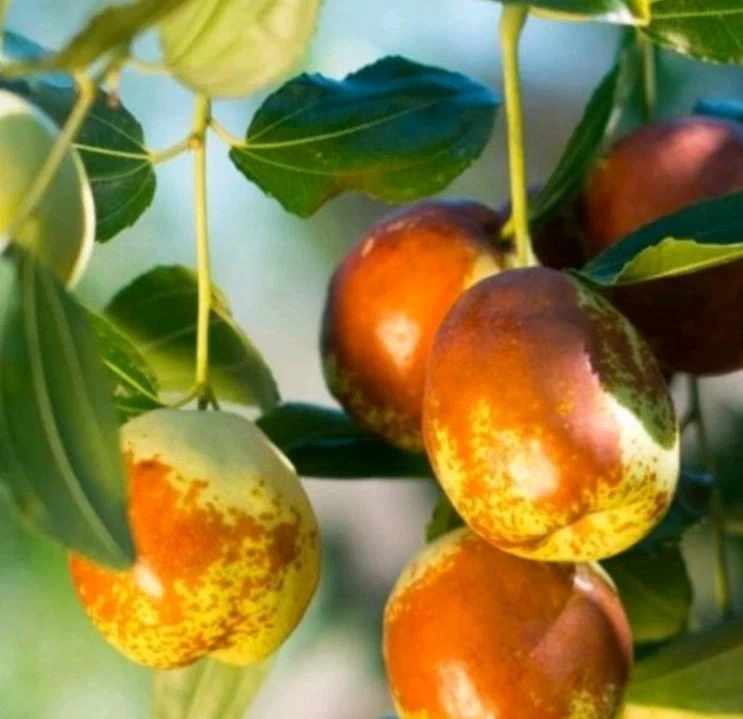 Corte de azufaifo de litio.  Para enraizamiento o para injerto, corte de 6 a 8 pulgadas. Foto 1 de 1