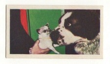 National Pets 1961. #38 Chihuahua & St. Bernard Dogs