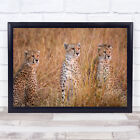 Cheetah Nature Wildlife Waiting Predator Camouflage Cheetahs Wall Art Print