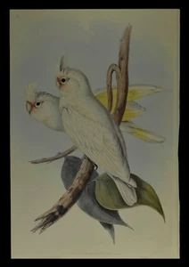 John Gould Blood stained Cockatoo Bird Limited Edition Print 21" x 14.5" - Picture 1 of 2