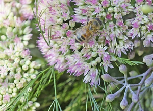 Set of 5 "Honey Bee & Pink Sedum" Greeting Cards - FREE SHIPPING - Picture 1 of 2
