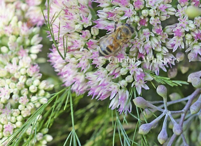 Juego de 5 tarjetas de felicitación "Honey Bee & Pink Sedum" - ENVÍO GRATUITO Foto 1 de 2