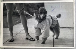 RPPC Dressed Pudel Hund und Beine aus Rahmen Echtfoto Postkarte 50er Jahre - Bild 1 von 3
