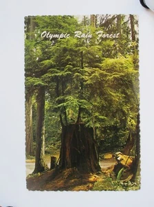 Rain Forest, Olympic National Park WASHINGTON Continental Chrome Postcard - Picture 1 of 2