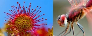 Sternsonnentau exotische duftende Pflanzen für die Wohnung Zimmerpflanze / Samen - Bild 1 von 2