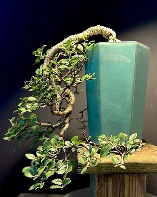 Bonsai Tree Cork Bark Chinese Elm Cascade From Root Cutting Quality Chinese Pot - Image 1 of 4