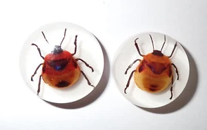Insect Cabochon Flower Bug Specimen 25 mm Round White Bottom 2 pieces Lot - Picture 1 of 19