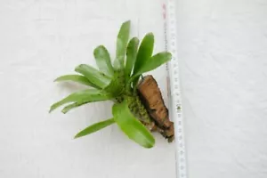 Neoregelia ampullacea, Bromelie, aufgebunden - Bild 1 von 3