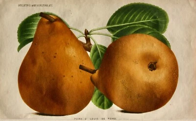 Pieter J. de Pannemaeker, Chromolithographie, Birne Poire St. Louis de Rome - Bild 1 von 4