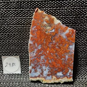 Atemberaubende ROT/GOLD Feder Achatplatte, Kabine/Sammeln, unglaubliche Farbe/Design, Mexiko - Bild 1 von 9