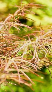 15 SEMI DI ACERO GIAPPONESE SHINOBUSA OKA - Acer palmatum - Foto 1 di 4