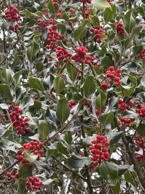 Fresh Cut Holly, with Green Leaves and Red Berries - 1/2 (.5) LB - Image 1 of 2