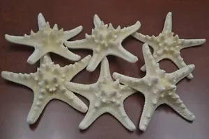 6 PCS BLEACHED KNOBBY STARFISH STAR SEA SHELL WEDDING 4" - 5" #7851 - Picture 1 of 2