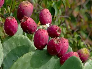Prickly Pear Cactus(15seeds) fresh this season's harvest (RARE & EXOTIC} edible - Picture 1 of 3