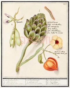 Artichoke Antique Reprint Giclee 8" x 10" Botanical Print - Picture 1 of 1