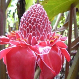 Etlingera Elatior Pink, Torch Ginger, Combrang - Wax Flower (10_Seeds) - Picture 1 of 3