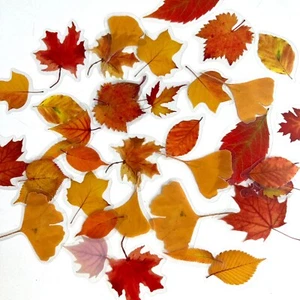 Autumn Fall Leaf Stickers Oak Maple Leaves Journaling Scrapbooking Planner - Picture 1 of 3