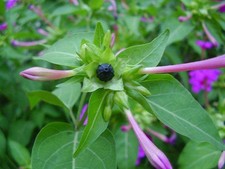 150 semi freschi di pianta Bella di notte Mirabilis jalapa 2020