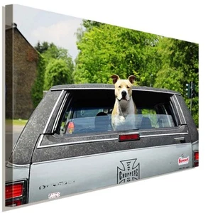 Pitbull im Auto Leinwandbild AK Art BilderWanddeko Wandbild Premium Kunstdruck - Bild 1 von 5