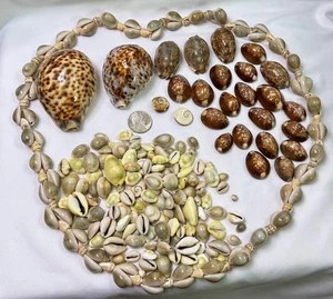 Tiger Kauri und andere Muscheln Lot 1,6 Pfund EXTRA SCHÖNE EXEMPLARE + BONUS - Bild 1 von 7