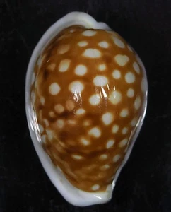 CYPRAEA EXMOUTHENSIS ROTTNESTENSIS KLEINER FLECK - Bild 1 von 2