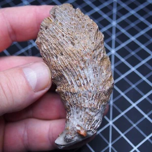 127gr. 88mm Fossils Horn rugose coral extinct solitary coral Devonian 3 - Picture 1 of 10