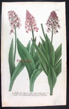 1734,EHRET & WEINMANN HandPainted FOLIO ORCHIS CYANOSORCHIS UHH