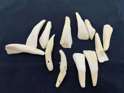 DIENTES DE BÚFALO Blanco Antiguo Taxidermia Montaje Animal Exhibición Joyería Bolso Arte a Granel Foto 1 de 2