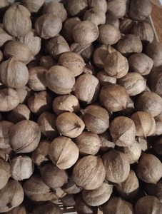 2 lbs. ALABAMA HICKORY NUTS fresh 2024 In-shell variety pet/squirrel/BBQ USA - Picture 1 of 4