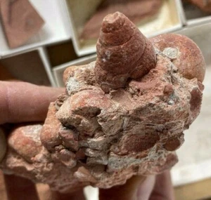 Pink Ground Fossil Gastropod block 130 mm [USA FOSSIL 66- 56 mill yrs old] - Picture 1 of 6