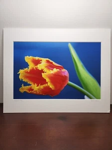 Hybrid Tulip Picture Print #3 Signed By Karina Boese - Picture 1 of 8