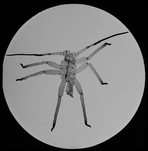 MALE APHID X35 C1890 VICTORIAN MICROSCOPE PHOTO Magic Lantern Slide - Picture 1 of 3