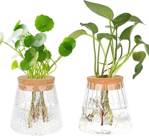 2 Stück Hydrokultur Pflanzen Terrarium, Vintage Kleine Vasen für Tischdeko, Glas - Bild 1 von 7